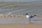 A seagull (larum) stands in the sand of a beach of the North sea