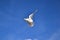 A seagull Larus argentatus. Close up, catching a bite in flight