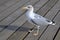 A seagull Larus argentatus stands on a wooden pier at the Baltic Sea in Poland