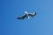 Seagull (Larus marinus) flying in sky