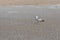 Seagull - Larus marinus walks along the beach