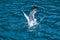 Seagull Larus michahellis dipping its beak into the water