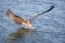 Seagull Larus michahellis tries to grab food in the sea