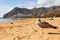 Seagull in Las Teresitas Beach, Tenerife