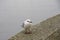 A seagull in lateral view standing on the top of a low cement wall