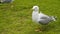 Seagull on the lawn with green grass.