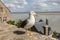 Seagull at Le Mont Saint-Michel, medieval fortified abbey and village on a tidal island in the Normandy,