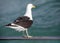 Seagull leaning on the railing of a boat in the shark alley in the Atlantic Ocean in Gansbaai South Africa