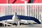 A Seagull On a Ledge Taking a Step Forward