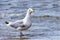 Seagull with legs in the water searching for food along the coastline