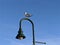 Seagull light post