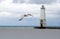 Seagull and Lighthouse background