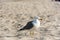 Seagull on Llevant beach on the Island of Formentera