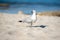 Seagull on Llevant beach on the Island of Formentera