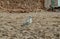 Seagull lonely on the beach