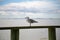 Seagull looking across Manukau Harbour in Auckland