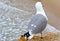 Seagull looking at the beach