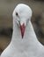 Seagull looking at camera