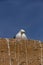 Seagull looking at camera