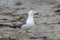 Seagull looking for food on the beach