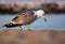 A seagull looking for food on the beachside backside