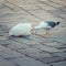 Seagull looking for food in garbage bage bag