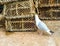 Seagull looking for food next to fishing lobster baskets and crabs layered on it, fishing industry, fishing lines