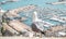 Seagull looking over blurred sea and harbor of Alicante town in Spain. Urban scene with wild bird