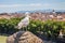 Seagull looking Rome Skyline