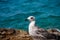 Seagull looks curiously on the rock with blue sea on the background
