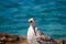 Seagull looks curiously on the rock with blue sea on the background