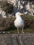 Seagull looks to the right, East Sussex, UK