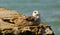 seagull lying on a concrete pier on the sea