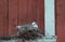 A seagull made a nest on a traditional red wooden house