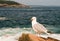 Seagull on Maine coast