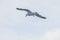 Seagull makes her rounds over the ferry and hopes for food