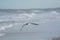 The seagull makes its way over the sunny beachfront and island shoreline