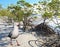 Seagull & Mangroves on a pristine white sandy tropical island be