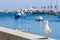 Seagull in a Marina in Cascais