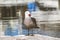 Seagull and marine environment photograph