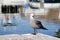 Seagull and marine environment photograph