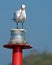 Seagull on marker buoy