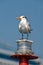 Seagull on marker buoy