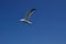 Seagull in Mediterranean Sea