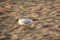 A seagull meets dawn on the sandy sea coast