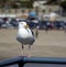 Seagull on Metal Railing Looking Right