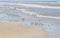 Seagull in the middle of a group of Sanderlings resting