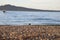 Seagull in Mission bay of Auckland in New Zealand