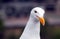 Seagull on Morro Bay pier on the Central California coast