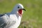 Seagull with mouth open